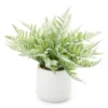 Fern In White Ceramic Pot