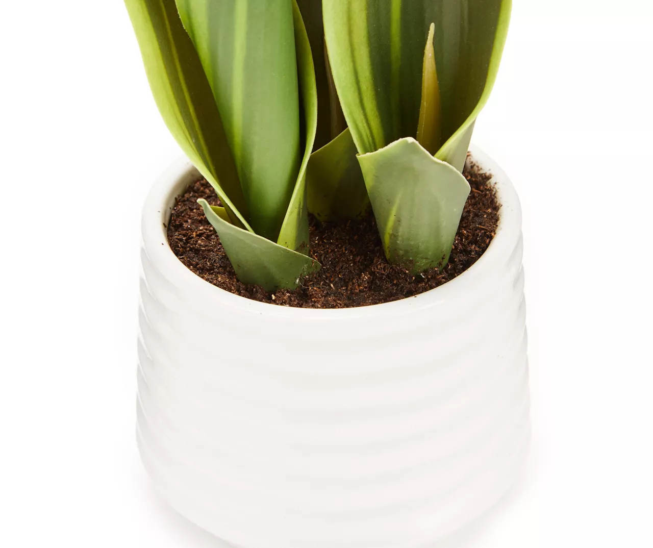 Green Snake Plant In White Rib Pot 2 Green Snake Plant In White Rib Pot - Image 2